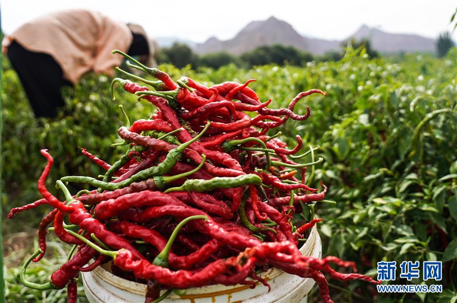 （走向我們的小康生活&middot;決戰(zhàn)決勝脫貧攻堅(jiān)&middot;圖文互動）（8）甘青交界處的跨越&mdash;&mdash;保安族、撒拉族的脫貧故事 