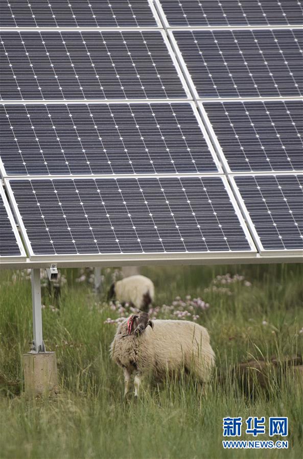 （新華全媒頭條&middot;走向我們的小康生活&middot;決戰(zhàn)決勝脫貧攻堅(jiān)&middot;圖文互動(dòng)）（5）高原上綻放的光芒&mdash;&mdash;來自青海攻克深度貧困堡壘的故事