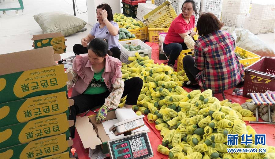 （決戰決勝脫貧攻堅&middot;圖文互動）（3）同飲一江水 攜手&ldquo;斬窮根&rdquo;&mdash;&mdash;深圳對口廣西河池、百色扶貧協作見聞
