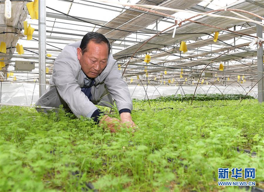 （走向我們的小康生活&middot;決戰決勝脫貧攻堅&middot;圖文互動）（1）高原喜見&ldquo;壽光綠&rdquo;&mdash;&mdash;&ldquo;世界屋脊&rdquo;上的蔬菜發展奇跡