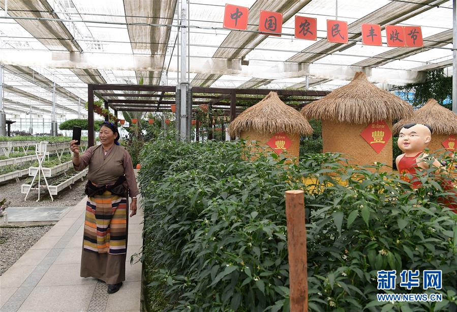 （走向我們的小康生活&middot;決戰決勝脫貧攻堅&middot;圖文互動）（3）高原喜見&ldquo;壽光綠&rdquo;&mdash;&mdash;&ldquo;世界屋脊&rdquo;上的蔬菜發展奇跡