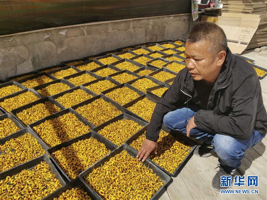 （決戰決勝脫貧攻堅&middot;圖文互動）（2）帕米爾高原盛開&ldquo;富民花&rdquo;