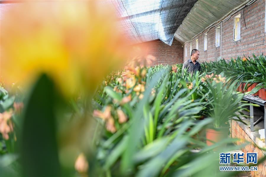 （決戰決勝脫貧攻堅&middot;圖文互動）（1）君子蘭在脫貧攻堅戰場上&ldquo;綻放&rdquo;