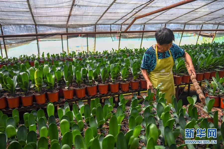 （決戰決勝脫貧攻堅&middot;圖文互動）（3）君子蘭在脫貧攻堅戰場上&ldquo;綻放&rdquo;