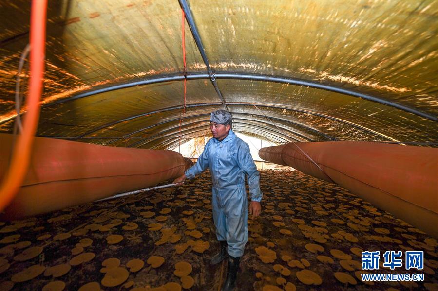 （決戰(zhàn)決勝脫貧攻堅&middot;圖文互動）（2）從&ldquo;因殘致貧&rdquo;到&ldquo;帶頭脫貧&rdquo;&mdash;&mdash;吉林靖宇有這樣一位&ldquo;脫貧英雄&rdquo;