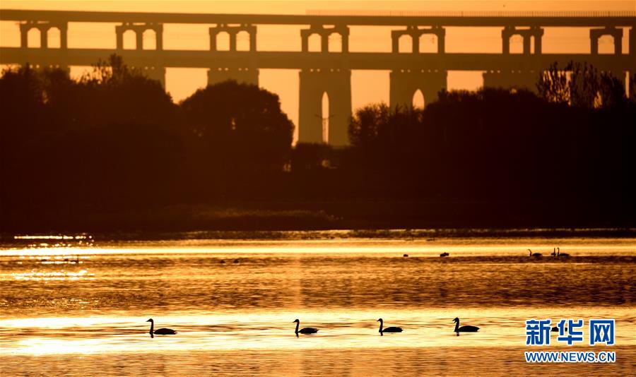 （新華全媒頭條&middot;圖文互動）（7）從&ldquo;四亂&rdquo;突出到生態修復 黃河漸成中原&ldquo;綠飄帶&rdquo;