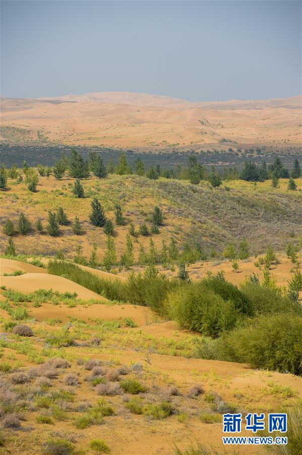 （在習近平新時代中國特色社會主義思想指引下&mdash;&mdash;新時代新作為新篇章&middot;習近平總書記關切事&middot;圖文互動）（6）綠意，在黃沙中鋪展&mdash;&mdash;我國防沙治沙紀實