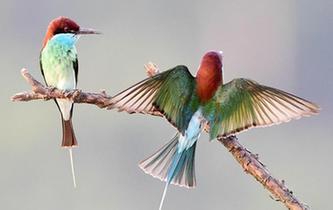 美麗小鳥藍喉蜂虎現身閩江中下游河谷