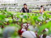 江蘇盱眙：&ldquo;創意農業&rdquo;美鄉村