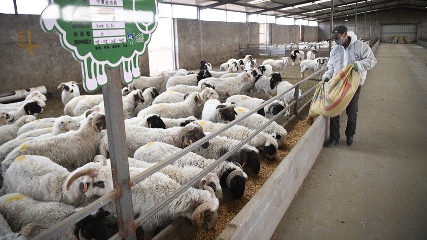 厚植產業根基 巧用金融工具&mdash;&mdash;寧夏鹽池縣脫貧紀實