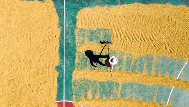 稻花香里說豐年 秋分時節忙秋收