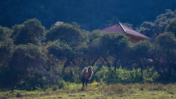 青海卡陽村：&ldquo;光棍村&rdquo;的華麗轉身