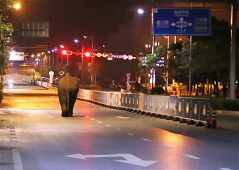 云南普洱鬧市區上演&ldquo;象出沒&rdquo;