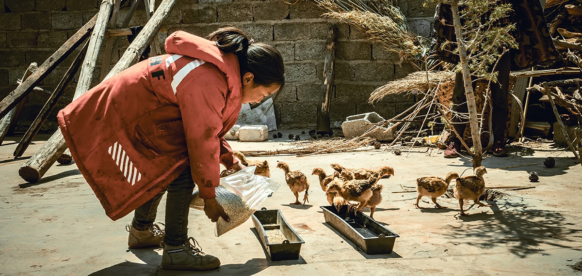 四川昭覺縣團結村農戶開展跑山雞庭院養殖