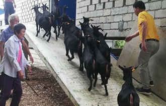 華能海口電廠：脫貧攻堅齊心力 貧困鄉村煥新顏