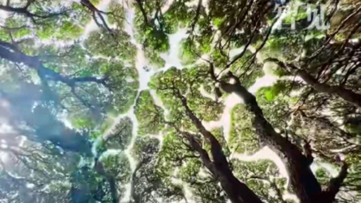 樹木為何會相互“禮讓”？