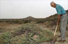 植物界的&ldquo;大熊貓&rdquo;:四合木