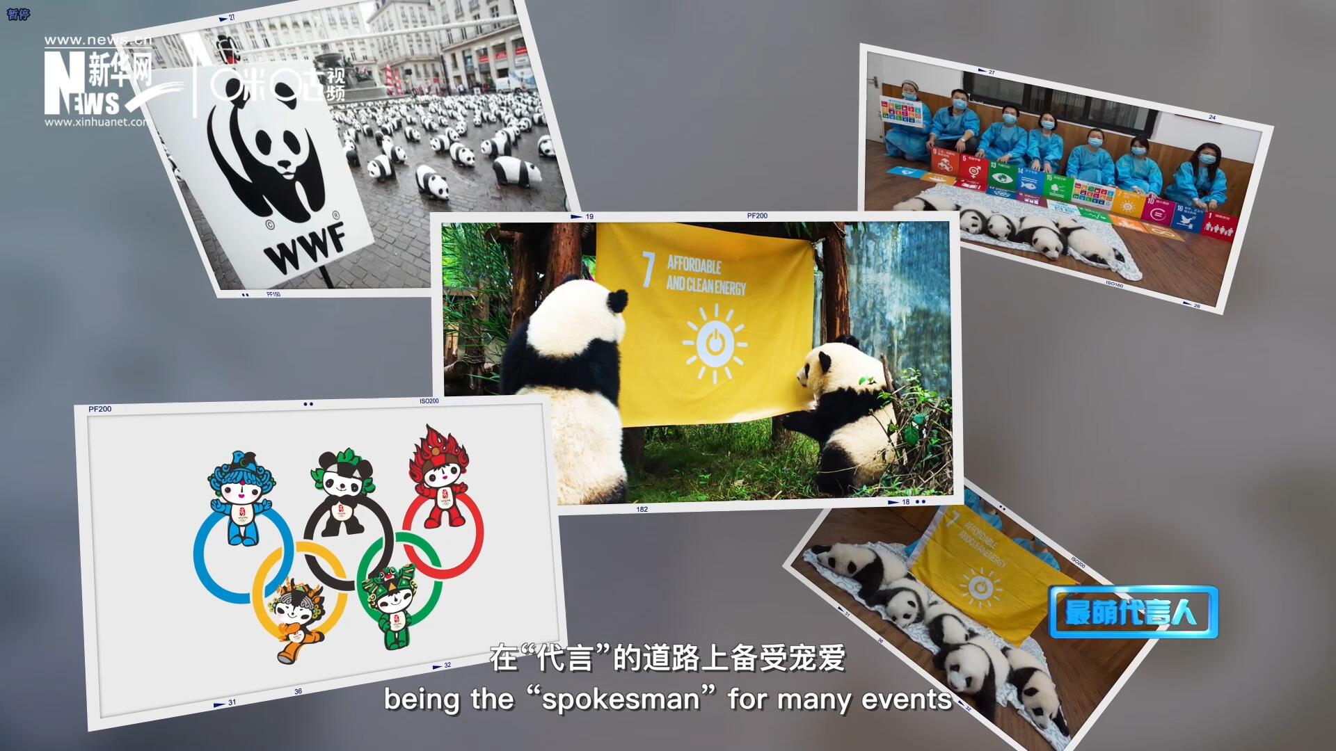 大熊貓在世界各地圈粉無數，在&ldquo;代言&rdquo;的道路上備受寵愛。
