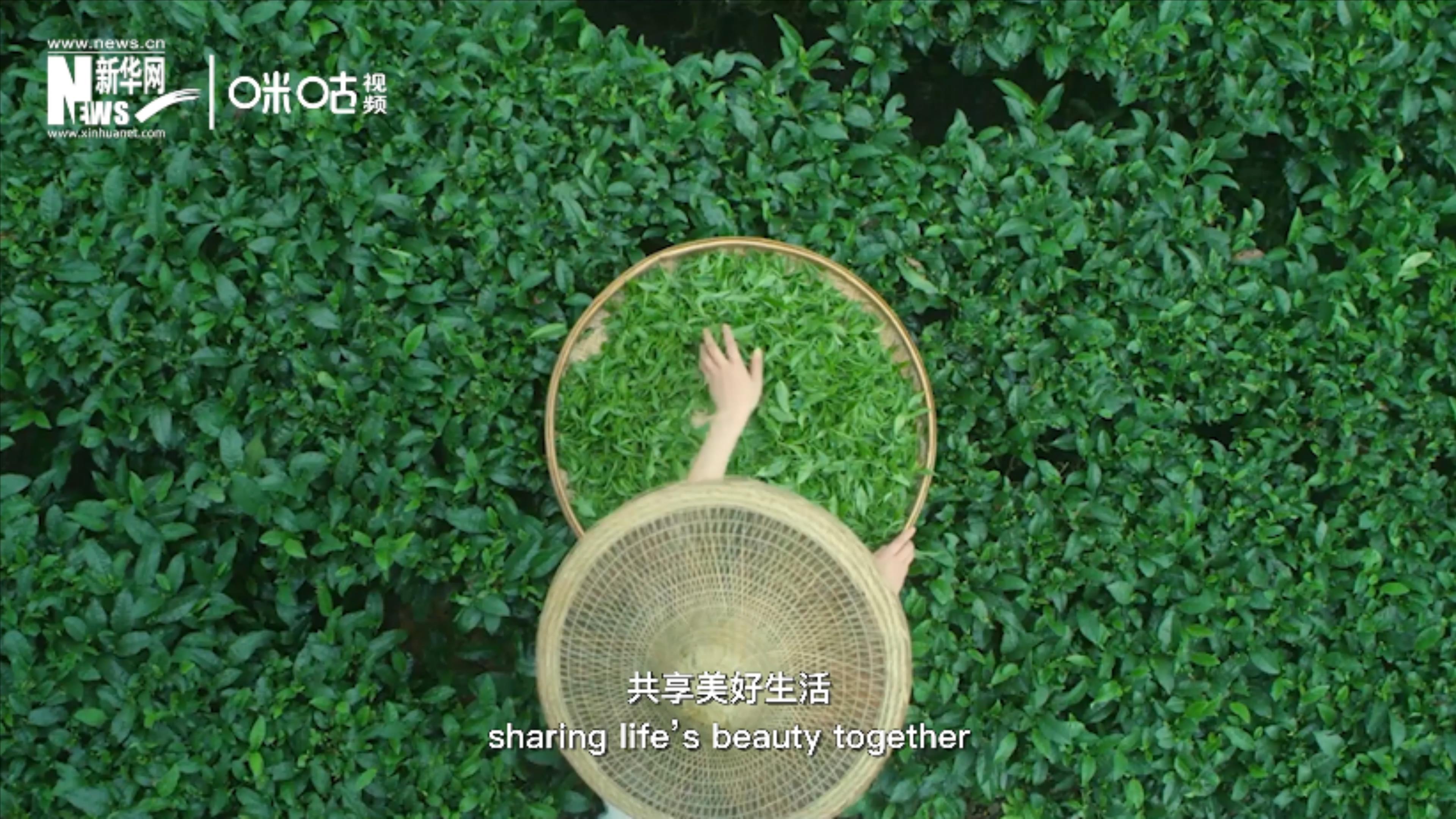 聯合國把每年的5月21日設為&ldquo;國際茶日&rdquo;