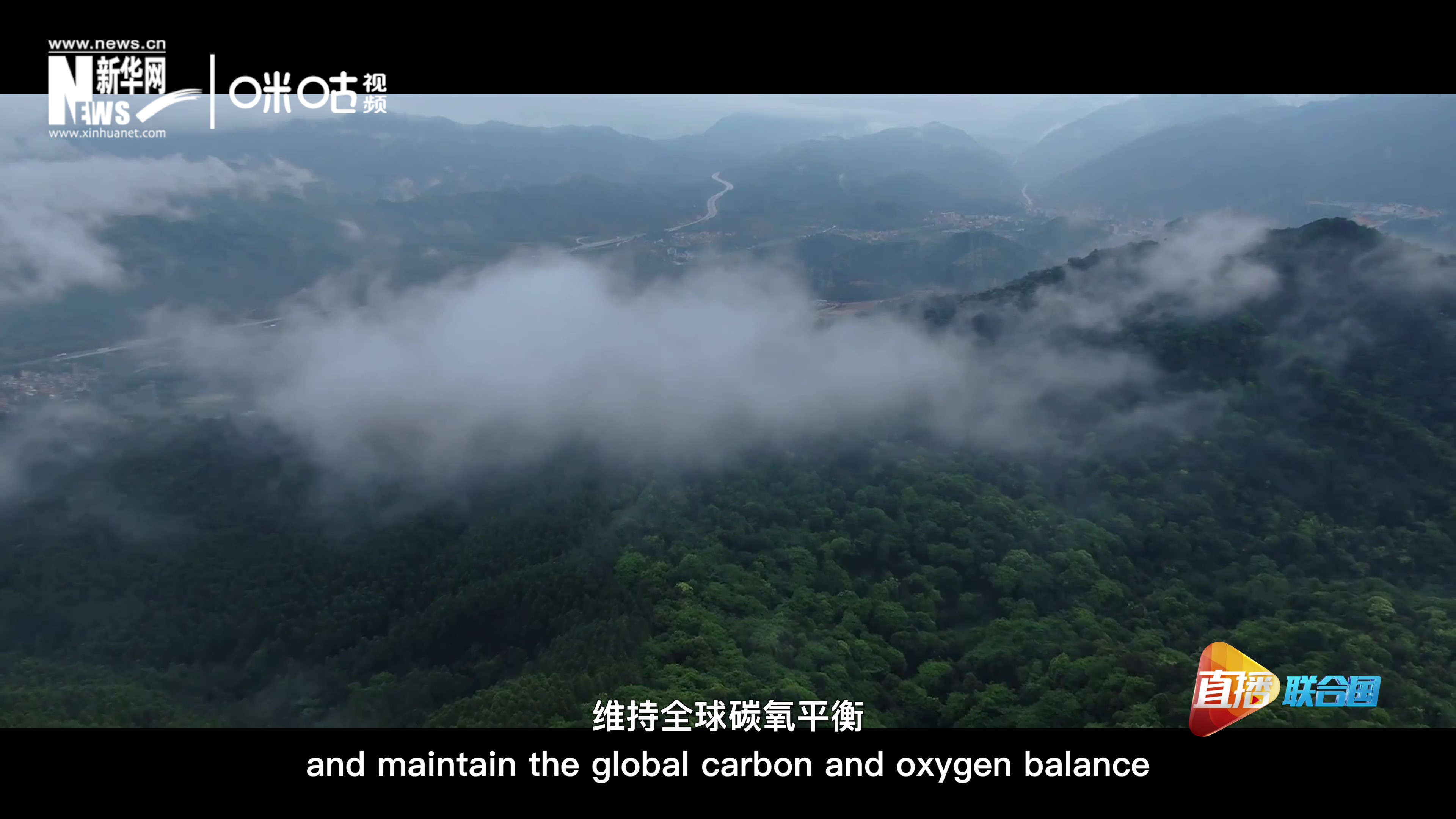 森林的碳匯可以協助減緩氣候變化，維持全球碳氧平衡