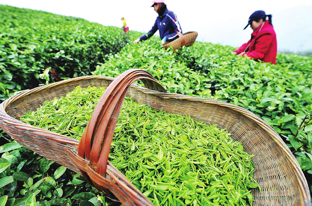 西湖龍井像LV包，原因在這里