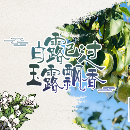 白露已過，玉露飄香