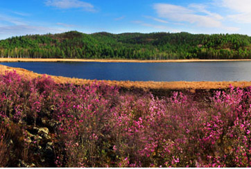 內蒙古大興安嶺林區風光