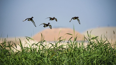 生態中國&middot;塞上江南沙水依