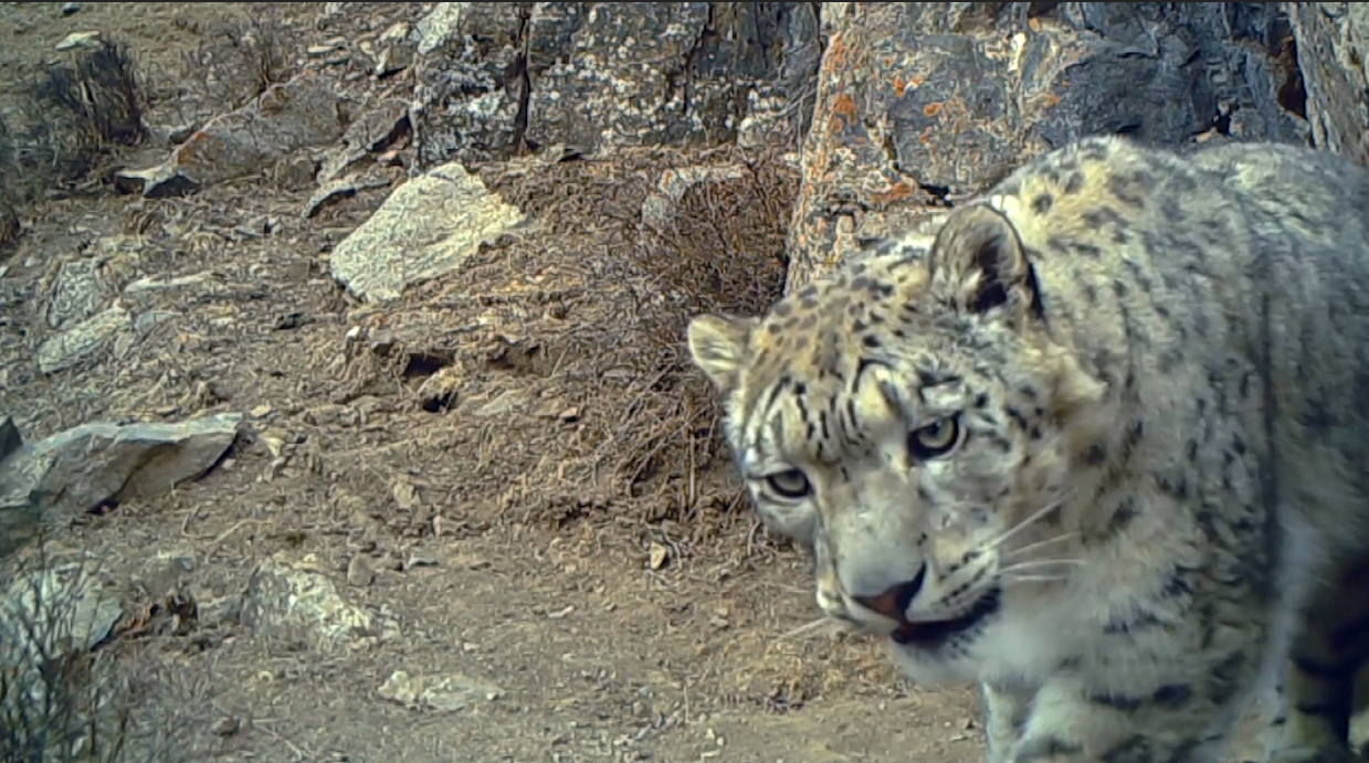 祁連山：四只雪豹同時(shí)&ldquo;出鏡&rdquo;