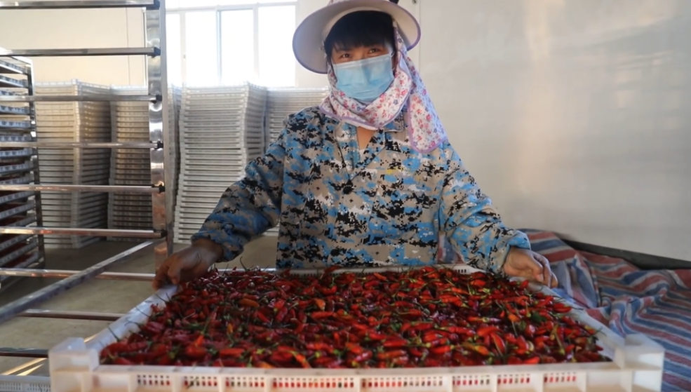 你怎么&ldquo;辣&rdquo;么好看！小辣椒映紅脫貧路