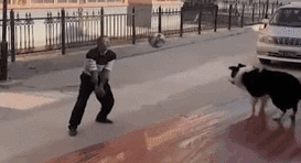 &ldquo;邊牧&rdquo;打排球戰勝小區保安