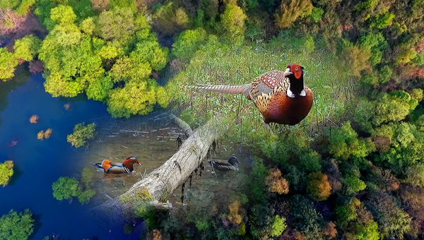 世界地球日丨神奇珍稀動(dòng)物在哪里？車八嶺國家級自然保護(hù)區(qū)走一波