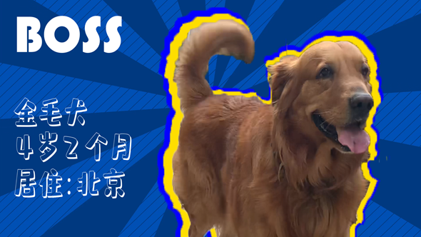 有效拴繩&科學遛狗&mdash;&mdash;如何文明養犬？&ldquo;撿屎官&rdquo;們快看過來！