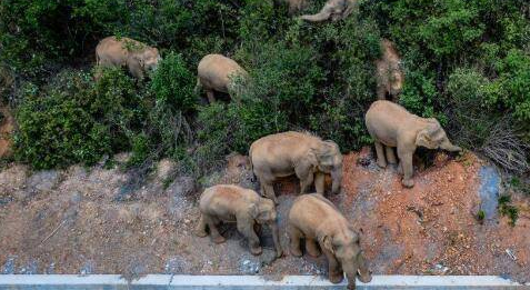 云南：野象群一路北遷&mdash;&mdash;野象家族出游 網友評論亮了