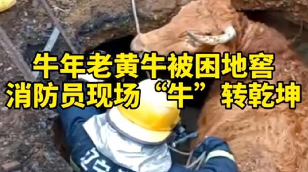 牛年老黃牛被困地窖，消防員現場&ldquo;牛&rdquo;轉乾坤！