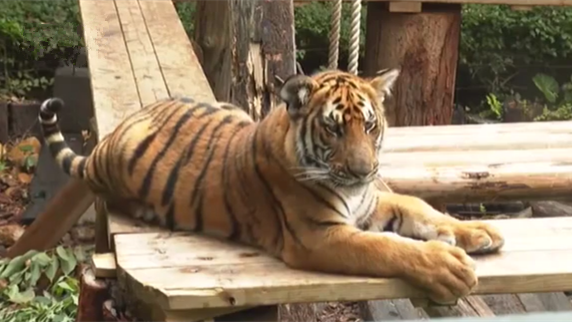 廣東廣州：華南虎雙胞胎 吃著&ldquo;元宵&rdquo;過佳節(jié)