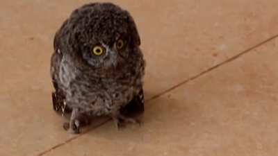 云南楚雄：三只貓頭鷹&ldquo;萌寶&rdquo;做客農家