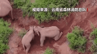 &ldquo;象&rdquo;往何方？野象群持續向南行進