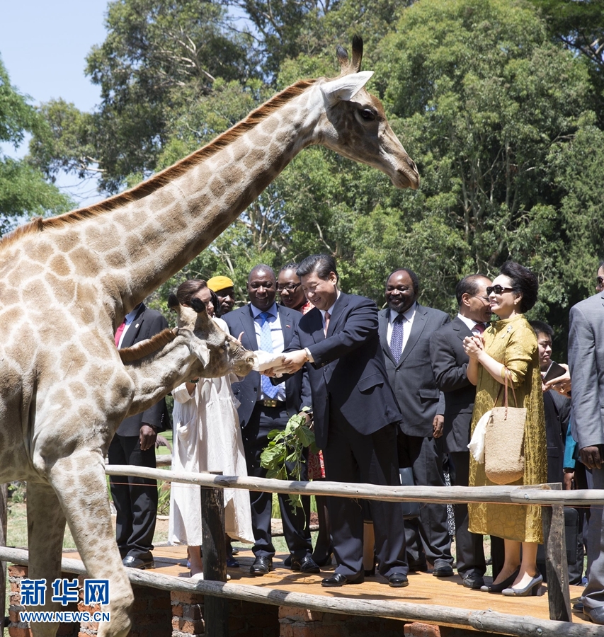 12月2日，國(guó)家主席習(xí)近平在津巴布韋考察野生動(dòng)物救助基地。在基地負(fù)責(zé)人陪同下，習(xí)近平和夫人彭麗媛察看了基地救助的野生動(dòng)物，并給大象、長(zhǎng)頸鹿遞喂水果、樹(shù)葉。新華社記者 黃敬文 攝 