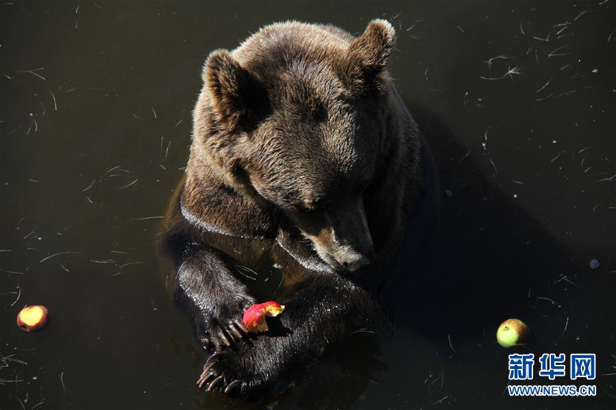 （新華全媒頭條&middot;圖文互動）（14）高溫&ldquo;烤&rdquo;驗四大洲 熱&ldquo;火&rdquo;還要燒多久