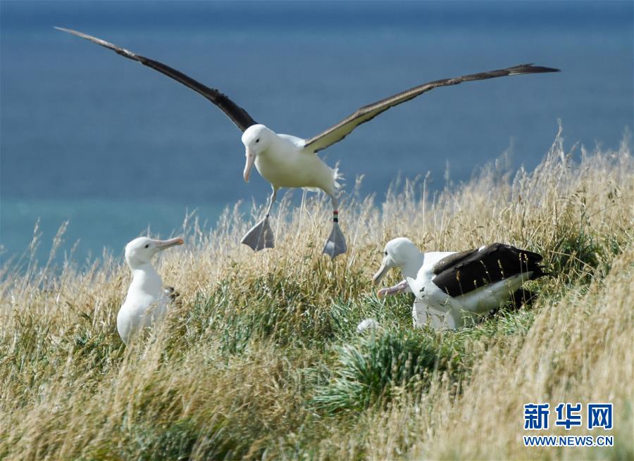 （國際&middot;圖文互動）（6）通訊：探訪新西蘭泰厄羅阿角信天翁之家