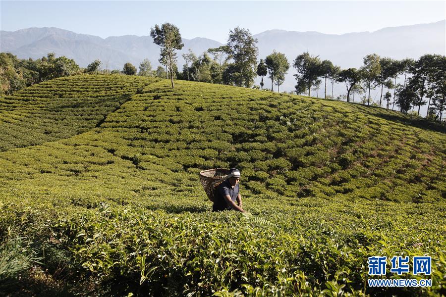 （亞洲文明對(duì)話大會(huì)）（3）茗香亞洲 茶韻綿長