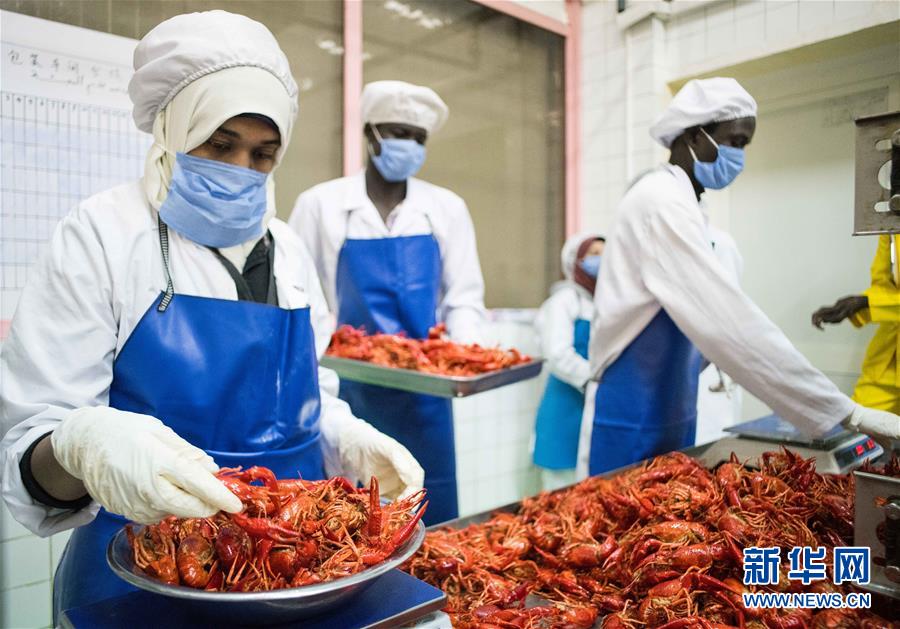 （國際&middot;圖文互動）（7）從尼羅河畔到中國餐桌&mdash;&mdash;一只&ldquo;洋&rdquo;小龍蝦的36小時(shí)旅程