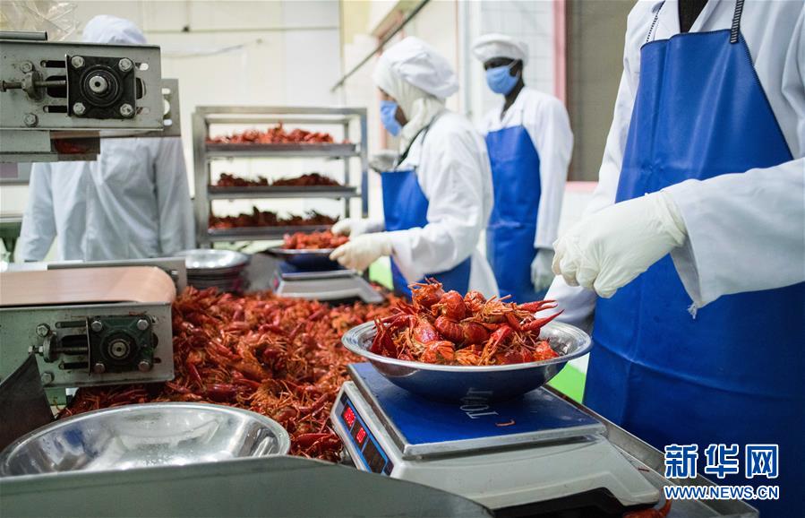 （國際&middot;圖文互動）（9）從尼羅河畔到中國餐桌&mdash;&mdash;一只&ldquo;洋&rdquo;小龍蝦的36小時(shí)旅程