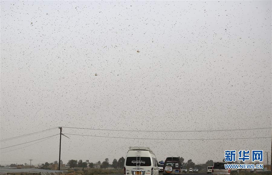 （國際）（1）也門遭遇蝗災