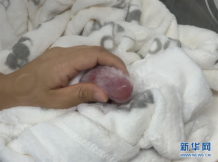 （國際）（3）旅德大熊貓&ldquo;夢夢&rdquo;產下雙胞胎