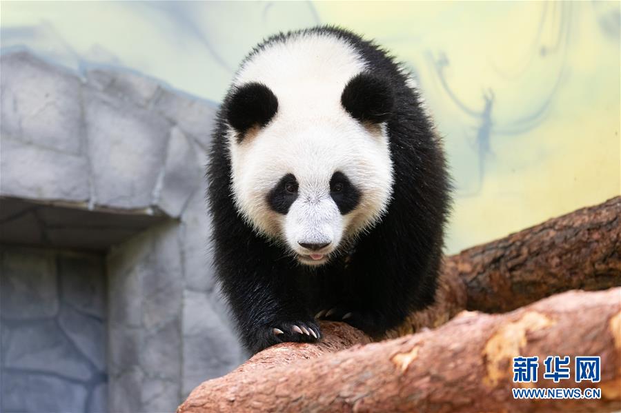 （新華全媒頭條&middot;圖文互動）（11）特稿：新時代 新典范 新航程&mdash;&mdash;寫在中俄建交70周年之際