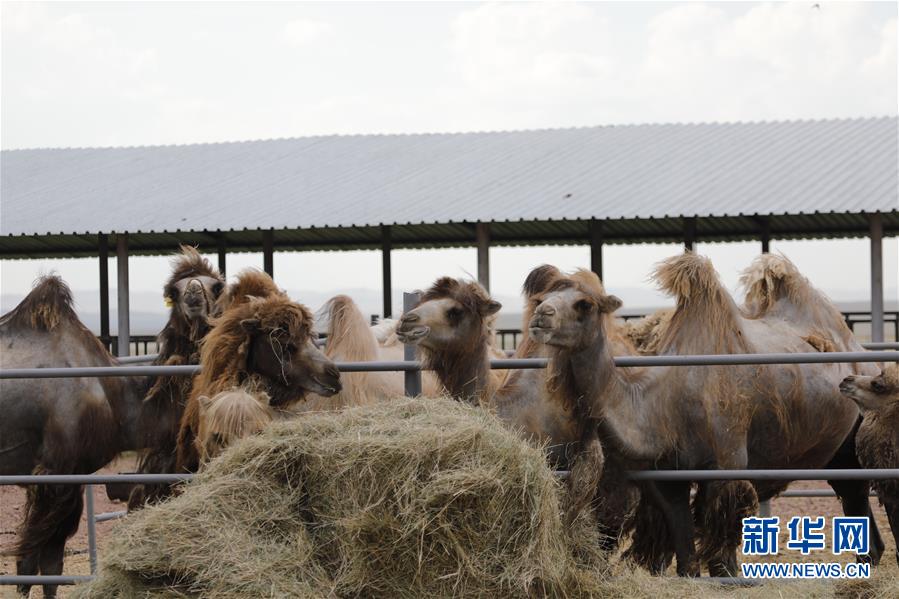 （國際&middot;圖文互動）（1）從&ldquo;先遣隊&rdquo;到&ldquo;正規軍&rdquo;&mdash;&mdash;哈薩克斯坦駱駝奶粉入華記