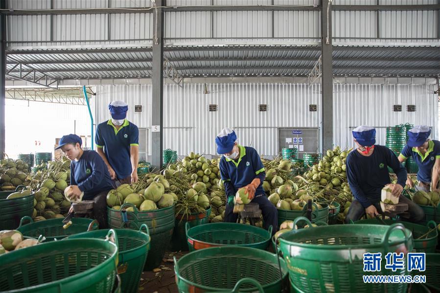 （第三屆進(jìn)博會(huì)&middot;圖文互動(dòng)）（3）通訊：椰香飄進(jìn)進(jìn)博會(huì) 市場(chǎng)開放共繁榮&mdash;&mdash;一名泰國(guó)椰商的心聲