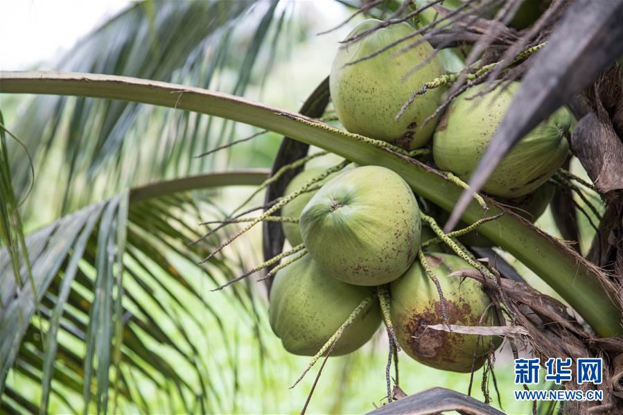 （第三屆進(jìn)博會(huì)&middot;圖文互動(dòng)）（8）通訊：椰香飄進(jìn)進(jìn)博會(huì) 市場(chǎng)開放共繁榮&mdash;&mdash;一名泰國(guó)椰商的心聲